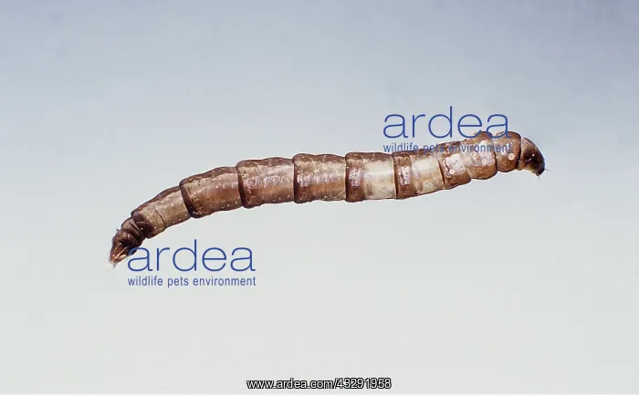: Cranefly / Daddy-Long-Legs Larvae - Leatherjacket : Cranefly / Daddy-Long-Legs Larvae - Leatherjacket