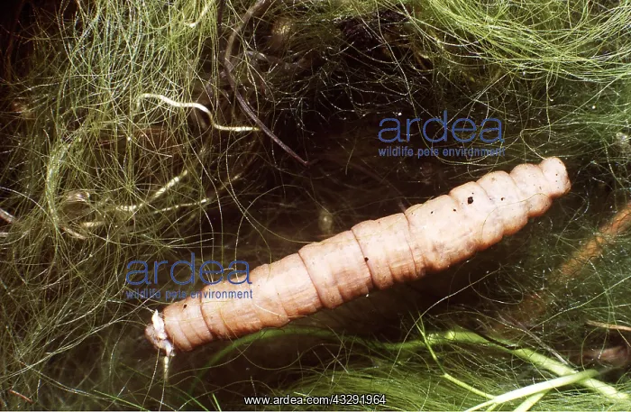 : Cranefly / Daddy-Long-Legs Larvae - Leatherjacket : Cranefly / Daddy-Long-Legs Larvae - Leatherjacket