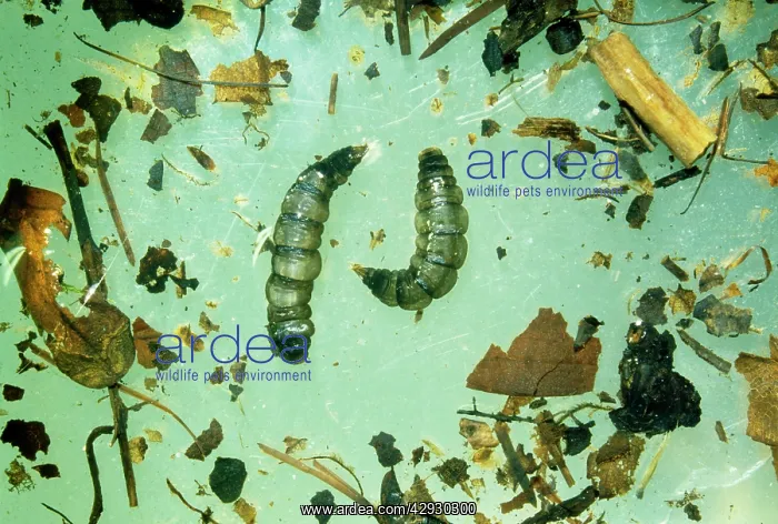 : CRANEFLY / Daddy-Long-Legs Larvae - x2 : CRANEFLY / Daddy-Long-Legs Larvae - x2