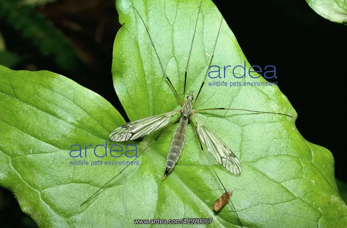 : CRANEFLY / Daddy-Long-Legs - on leaf : CRANEFLY / Daddy-Long-Legs - on leaf