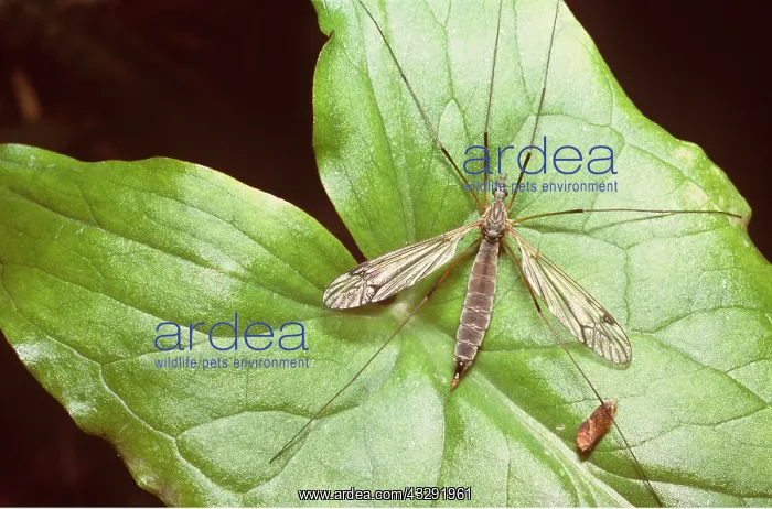 : CRANEFLY / Daddy-Long-Legs - ON LEAF : CRANEFLY / Daddy-Long-Legs - ON LEAF