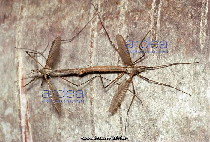 : Cranefly / Daddy-long-legs - pair mating : Cranefly / Daddy-long-legs - pair mating