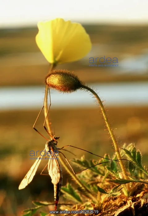 : Cranefly / Daddy-Long-Legs on polar poppy. Russian : Cranefly / Daddy-Long-Legs on polar poppy. Russian