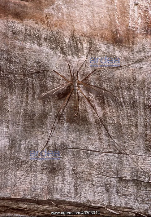 : CRANEFLY / Daddy-Long-Legs - on wood : CRANEFLY / Daddy-Long-Legs - on wood