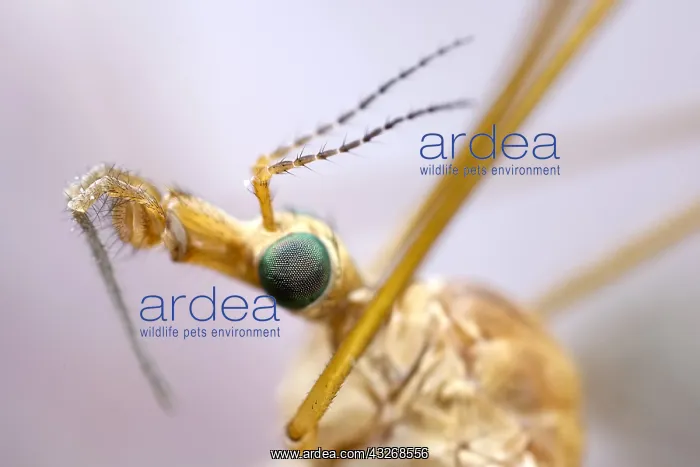 : Cranefly head and eye - orfolk UK : Cranefly head and eye - orfolk UK