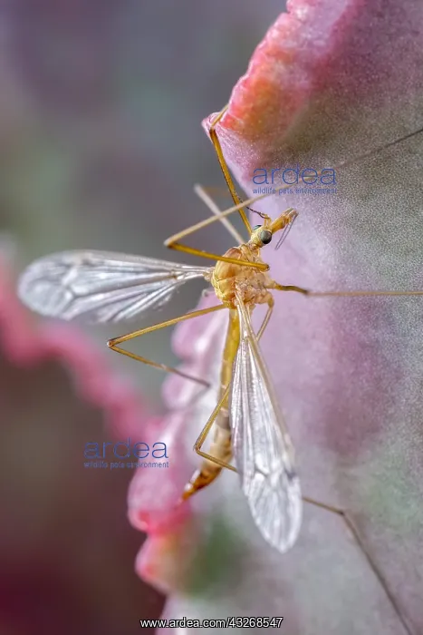 : Cranefly resting on Echeveria leaf : Cranefly resting on Echeveria leaf
