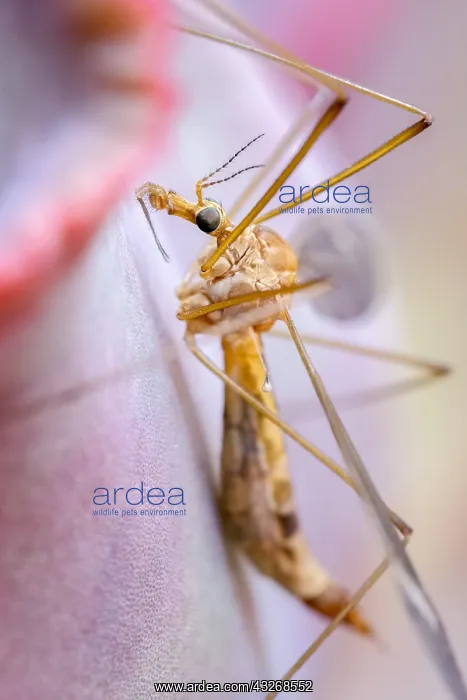 : Cranefly resting on Echeveria leaf : Cranefly resting on Echeveria leaf