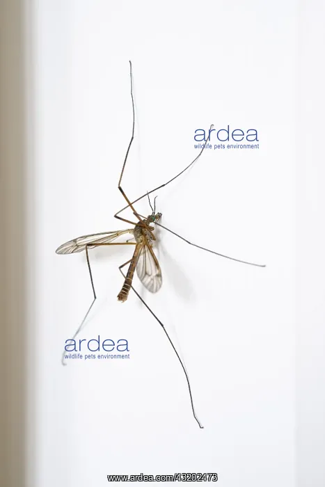  : Cranefly resting on wall