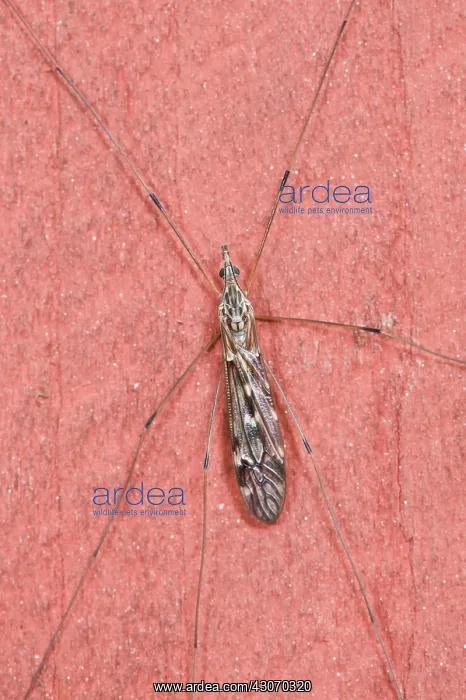 : Cranefly (Tipula confusa). Tuvesj n, Hornsborg : Cranefly (Tipula confusa). Tuvesj n, Hornsborg