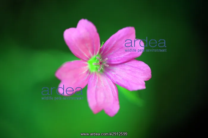 : Crane's-bill - flower - garden cultivar : Crane's-bill - flower - garden cultivar