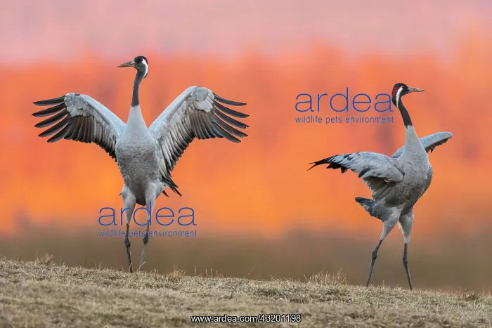 : Cranes (grus grus) perform courtship display with : Cranes (grus grus) perform courtship display with