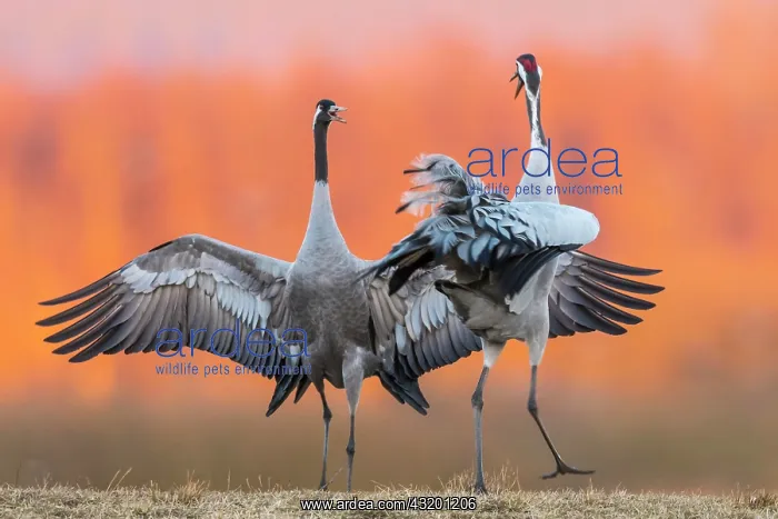 : Cranes (grus grus) perform courtship display with : Cranes (grus grus) perform courtship display with