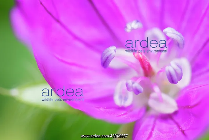 : Cranesbill : Cranesbill