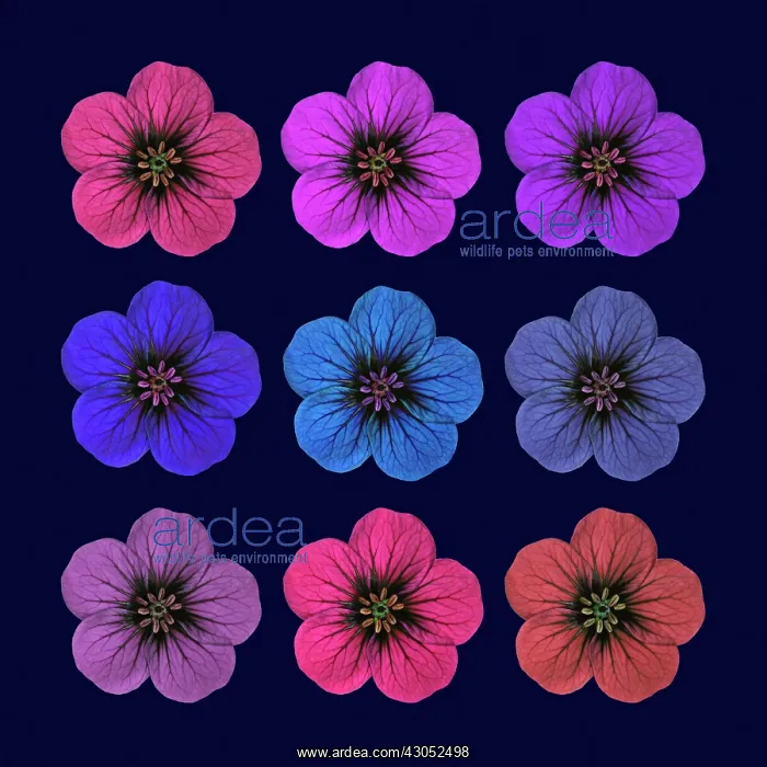: Cranesbill : Cranesbill