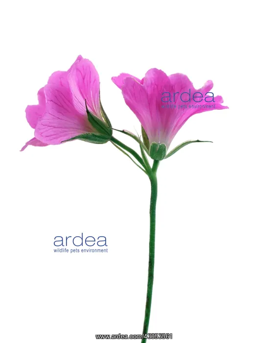 : Cranesbill : Cranesbill
