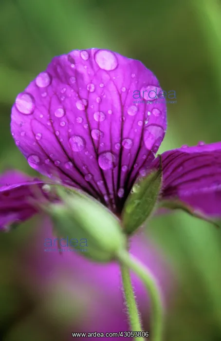 : Cranesbill : Cranesbill
