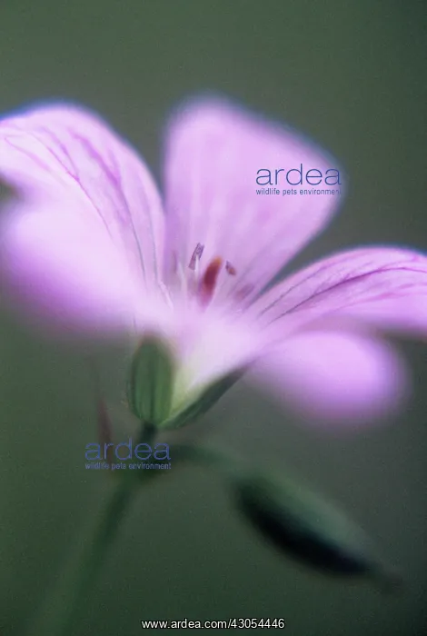 : Cranesbill : Cranesbill