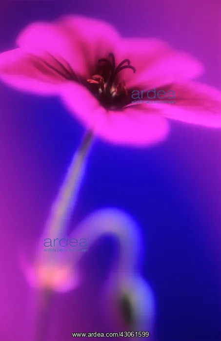 : Cranesbill : Cranesbill