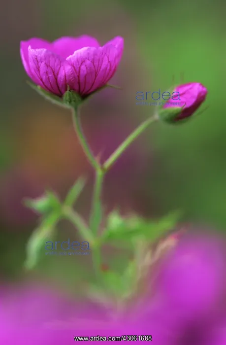 : Cranesbill : Cranesbill