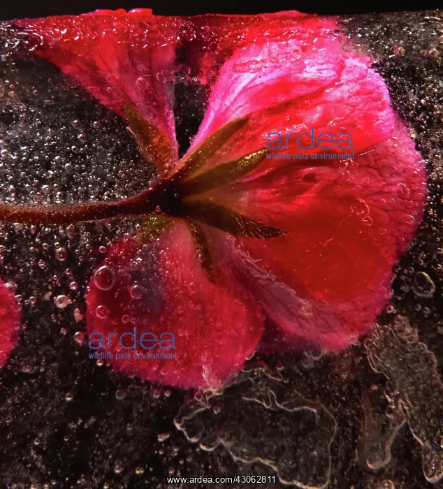 : Cranesbill : Cranesbill
