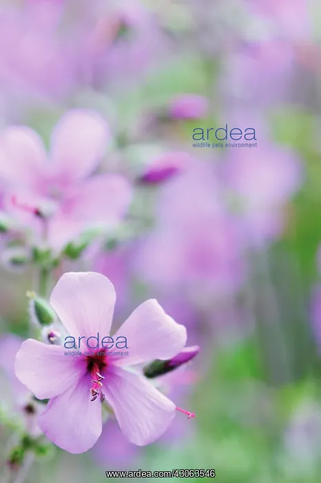 : Cranesbill : Cranesbill