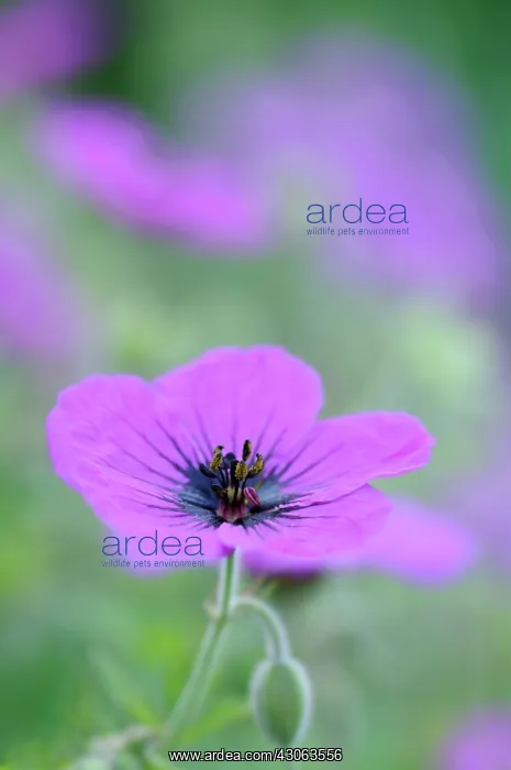 : Cranesbill : Cranesbill