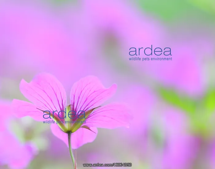 : Cranesbill : Cranesbill