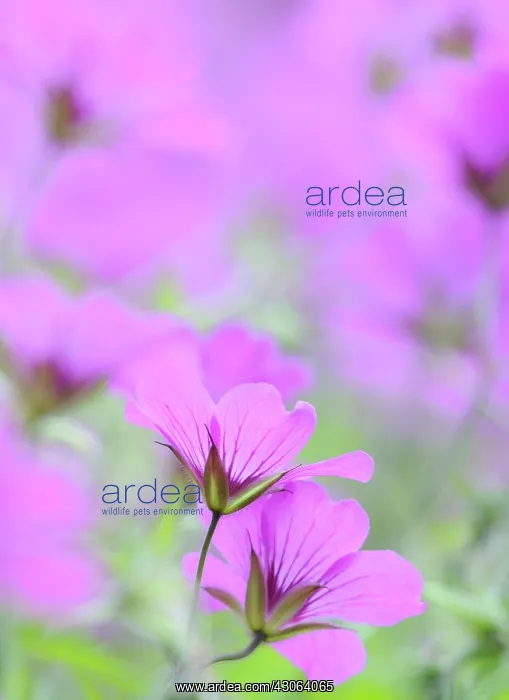 : Cranesbill : Cranesbill