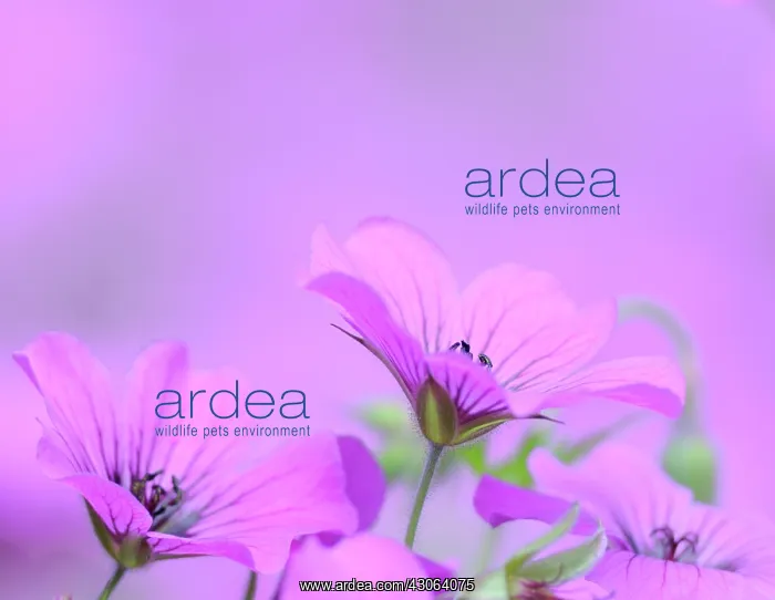: Cranesbill : Cranesbill
