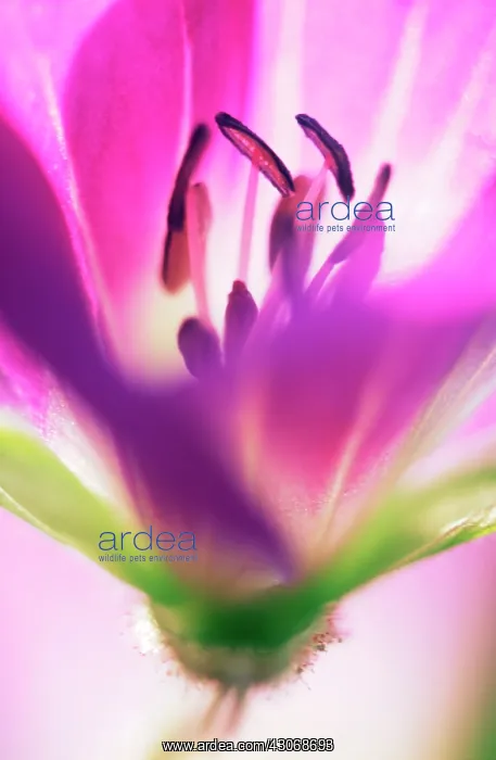 : Cranesbill : Cranesbill