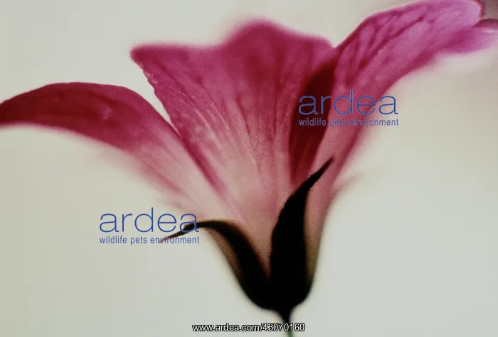: Cranesbill : Cranesbill