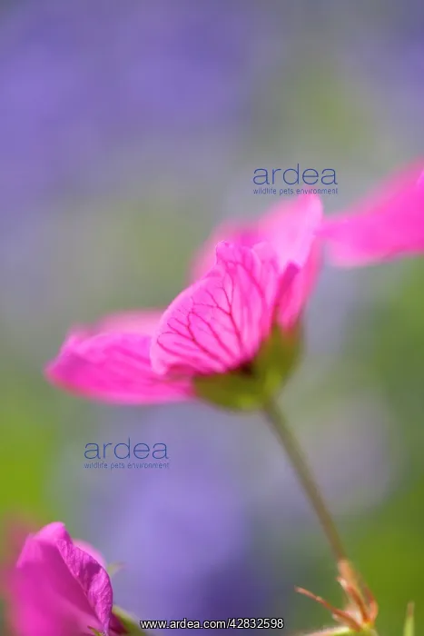 : Cranesbill Flowers : Cranesbill Flowers