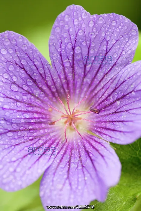 : Cranesbill Flowers with rain drops : Cranesbill Flowers with rain drops