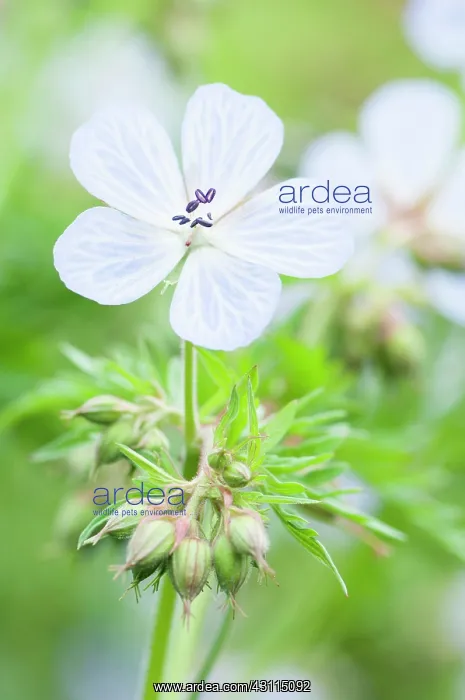 : Cranesbill, Meadow cranesbill, Geranium pratense : Cranesbill, Meadow cranesbill, Geranium pratense