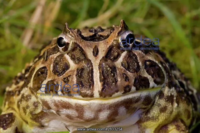 : Cranwell's Horned Frog : Cranwell's Horned Frog