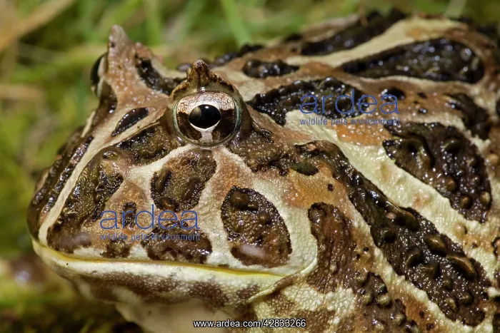 : Cranwell's Horned Frog : Cranwell's Horned Frog