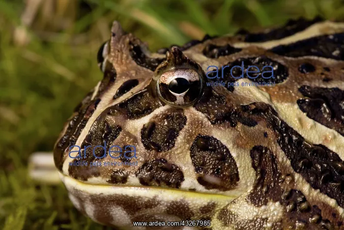 : Cranwell's Horned Frog (Ceratophrys cranwelli) : Cranwell's Horned Frog (Ceratophrys cranwelli)