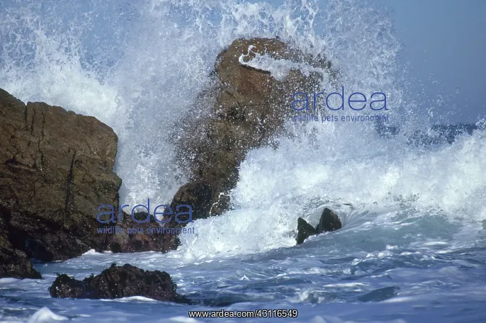 : Crashing Wave : Crashing Wave