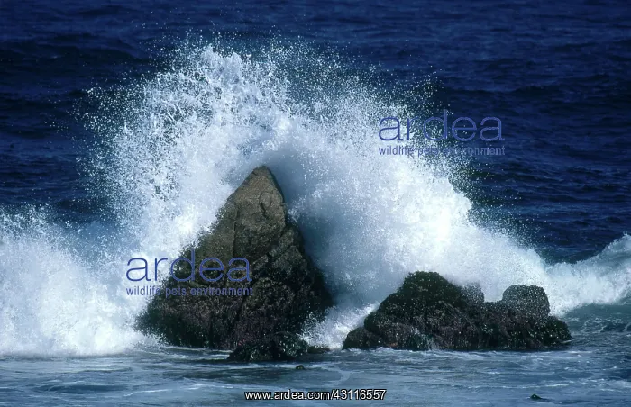 : Crashing Wave : Crashing Wave