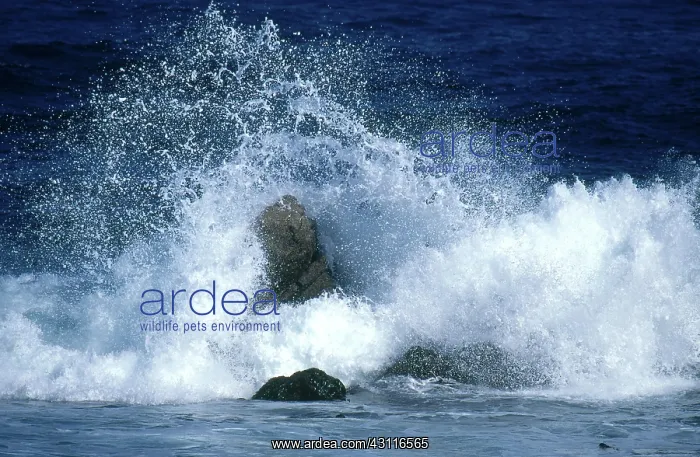 : Crashing Wave : Crashing Wave