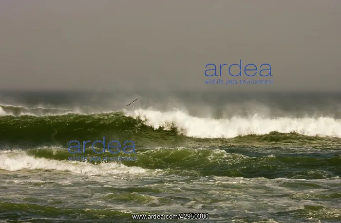 : Crashing waves and Gull