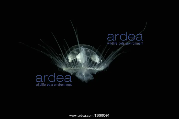 : Craspedacusta sowerbii, freshwater jellyfish, phylum : Craspedacusta sowerbii, freshwater jellyfish, phylum
