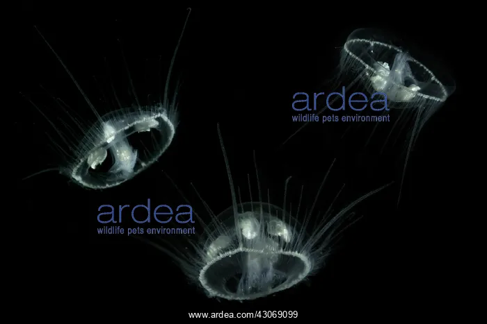: Craspedacusta sowerbii, freshwater jellyfish, phylum : Craspedacusta sowerbii, freshwater jellyfish, phylum
