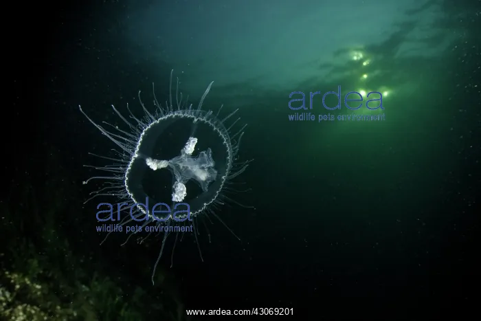 : Craspedacusta sowerbii, freshwater jellyfish, phylum : Craspedacusta sowerbii, freshwater jellyfish, phylum