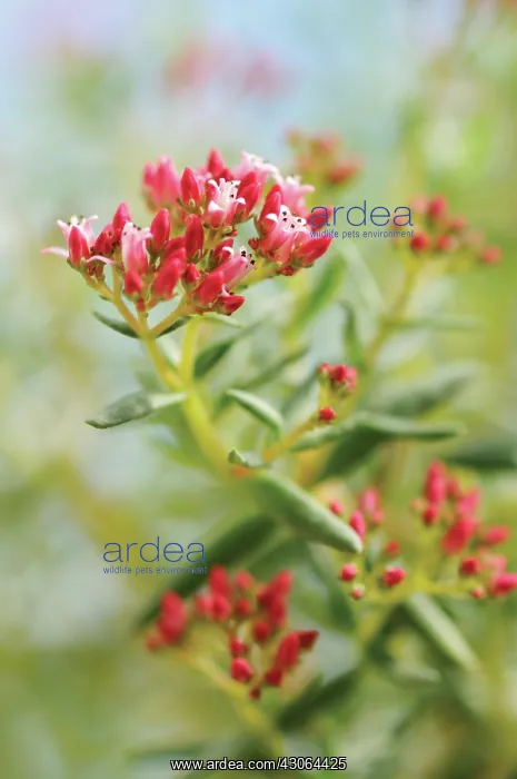 : Crassula, Crassula sarcocaulis : Crassula, Crassula sarcocaulis
