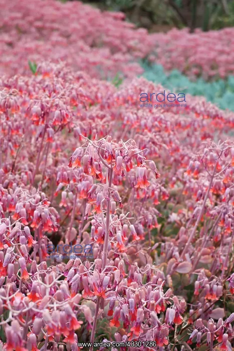 : Crassula coccinea and Kleinia fulgens - Madeira : Crassula coccinea and Kleinia fulgens - Madeira