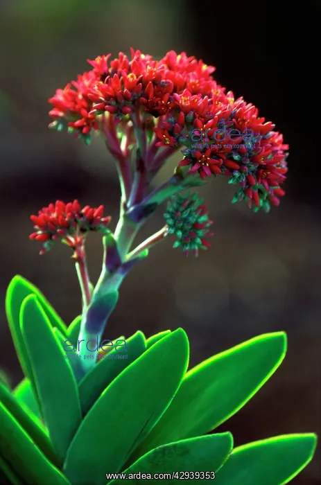 : Crassula Perfoliata var. Minor - February : Crassula Perfoliata var. Minor - February