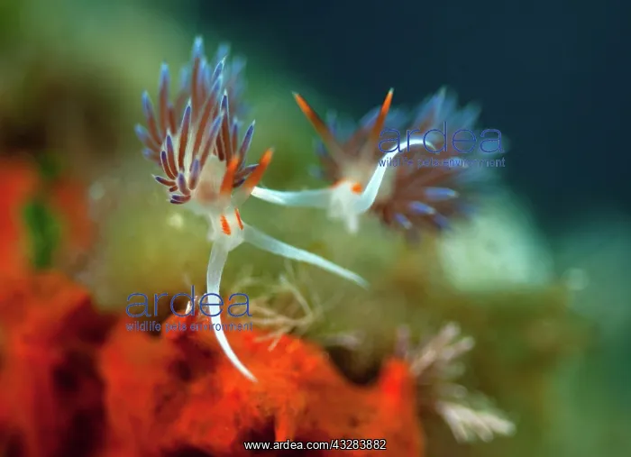 : Cratena peregrina (Cratena peregrina ), Mediterranean : Cratena peregrina (Cratena peregrina ), Mediterranean
