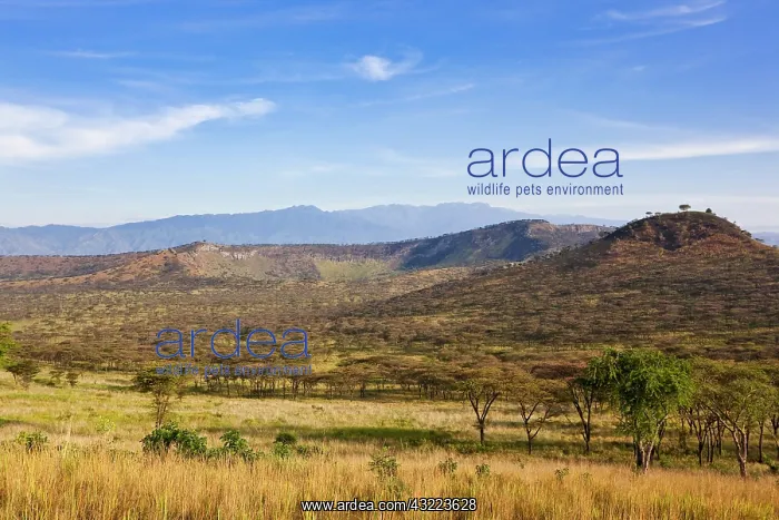 : The Crater Area in Queen Elizabeth National : The Crater Area in Queen Elizabeth National