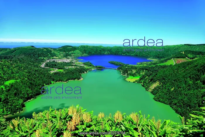 : Crater lakes Lagoa Verde and Lagoa Azul, volcanic : Crater lakes Lagoa Verde and Lagoa Azul, volcanic